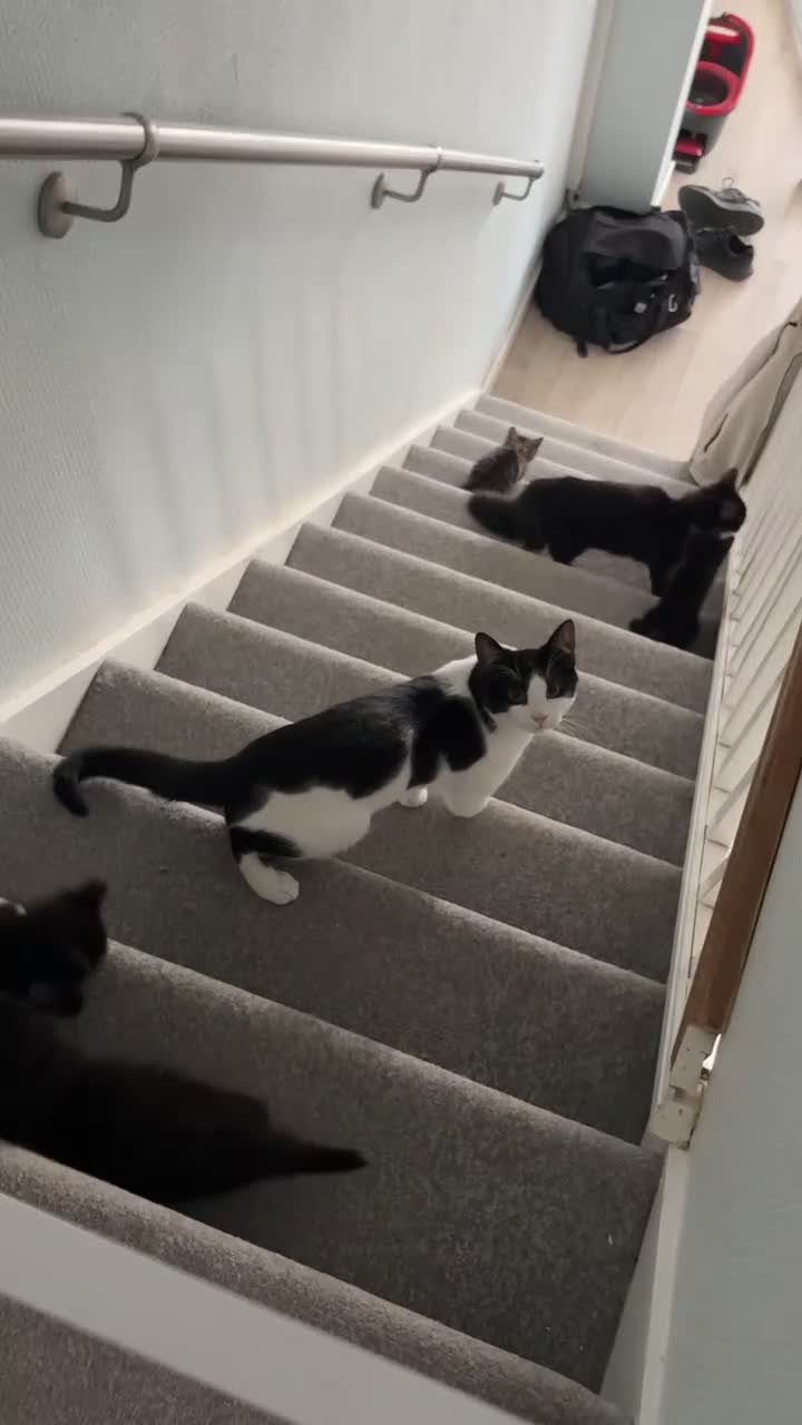 Mixed Breed cats for sale: Ready to go 3 female kittens  - Video 1