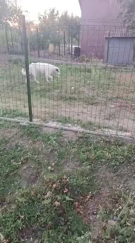 Mixed Breed dogs for adoption: 🌸MEET BIANCA - A Gentle Girl for a Loving Home - Video 5