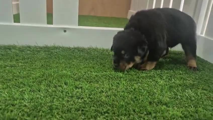Rottweiler dogs for sale: Adorable, Confident, Chunky KC Rottie Pups  - Video 3