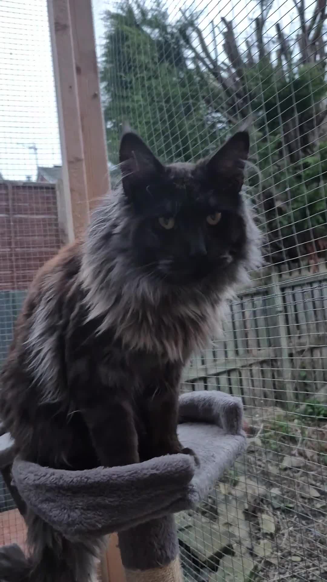 Maine Coon cats for stud: Quality black smoke health tested proven MC stud  - Video 1