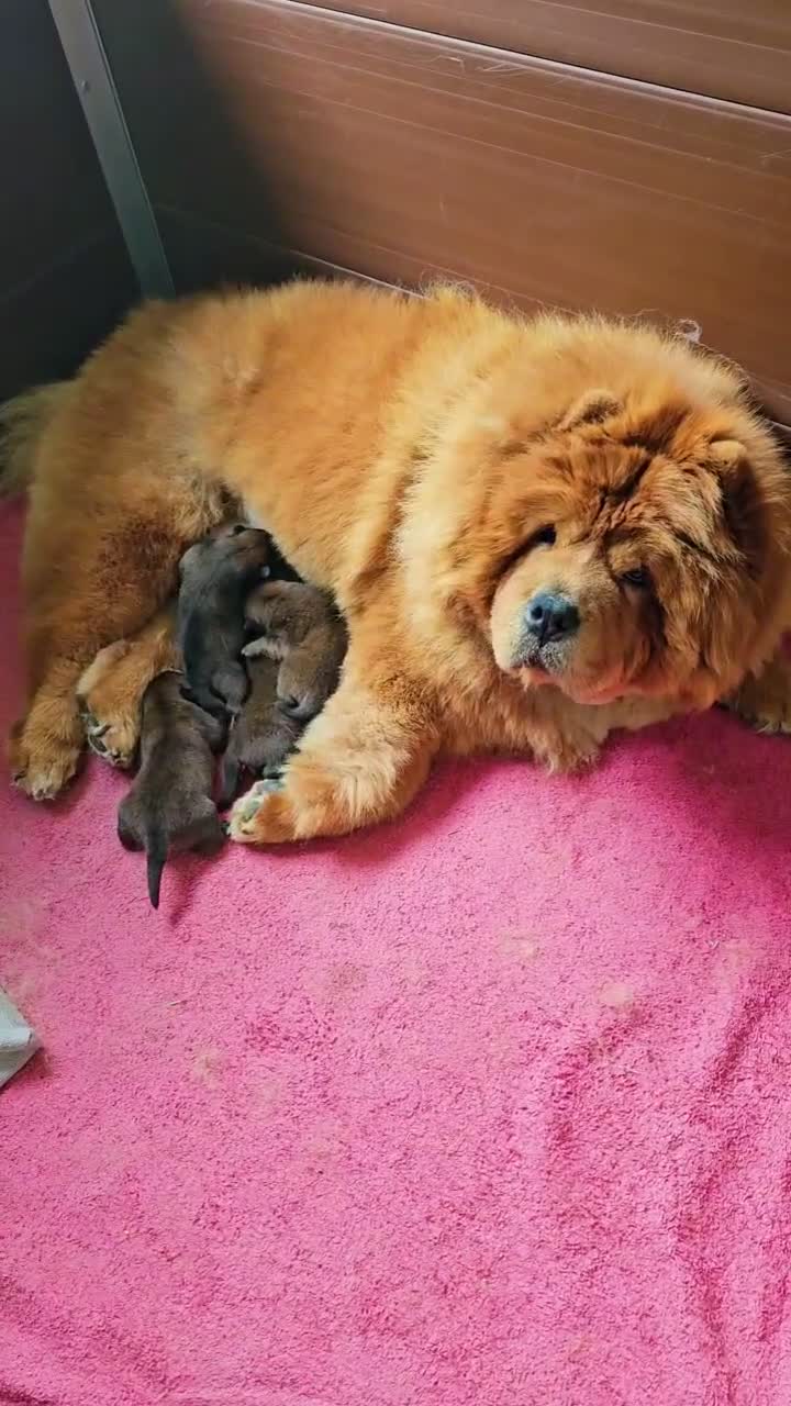 Chow Chow dogs for sale: International Champion bloodline litter  - Video 1