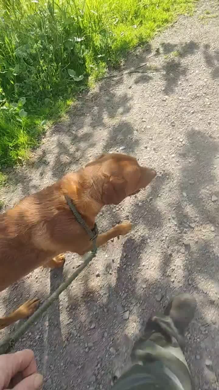 Labrador Retriever dogs for sale: HEREDITARY CLEAR KC REG FOX RED DOG - Video 2