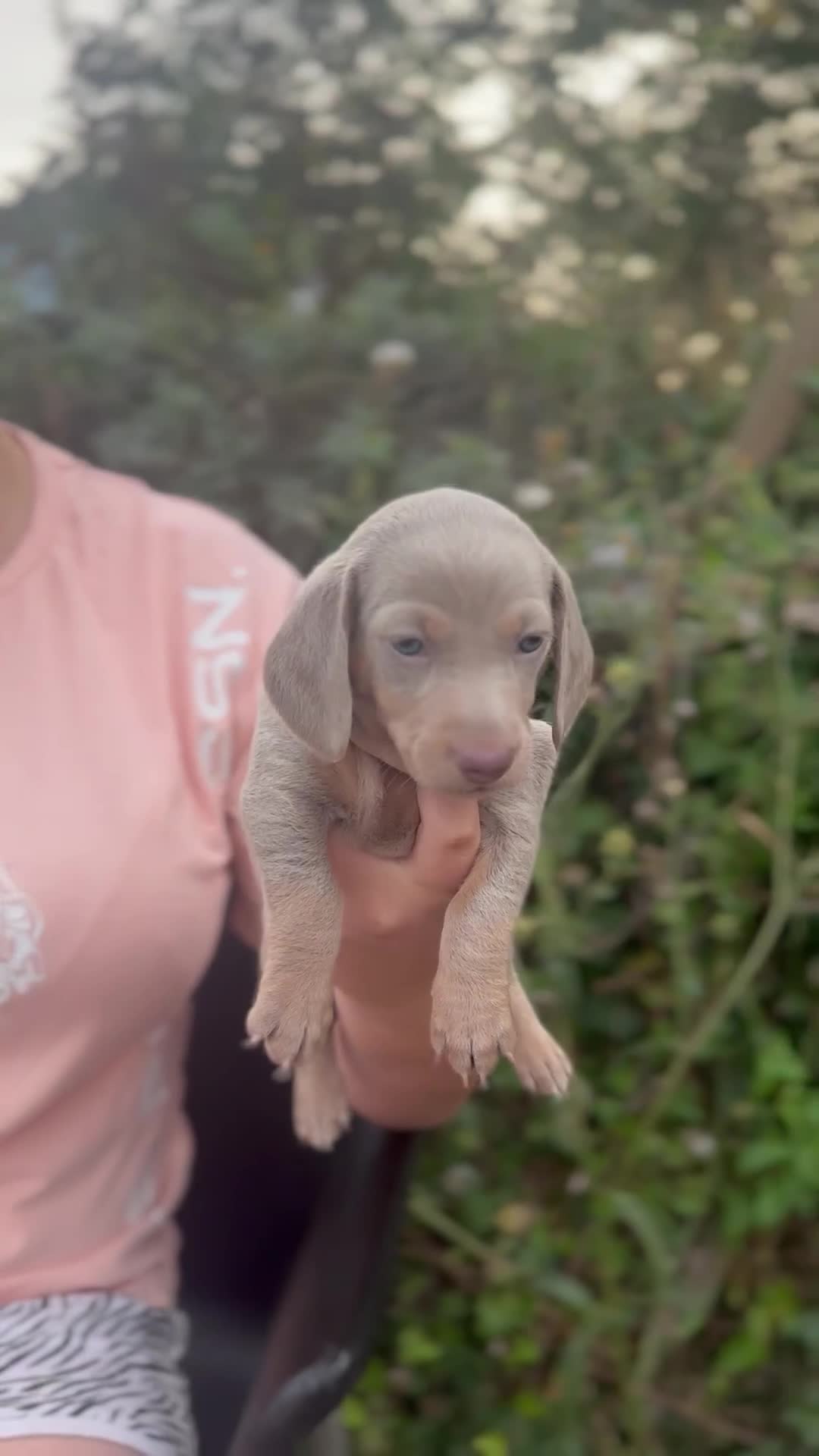 Miniature Dachshund dogs for sale: Miniature Dachshund’s ready now   - Video 1