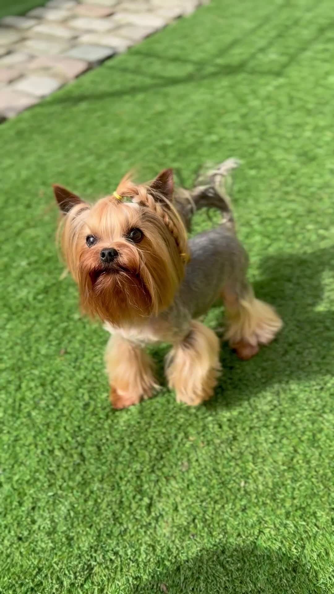 Yorkshire Terrier dogs for stud: Super small Yorkie with short muzzle DNA tested in Sheffield - Video 1