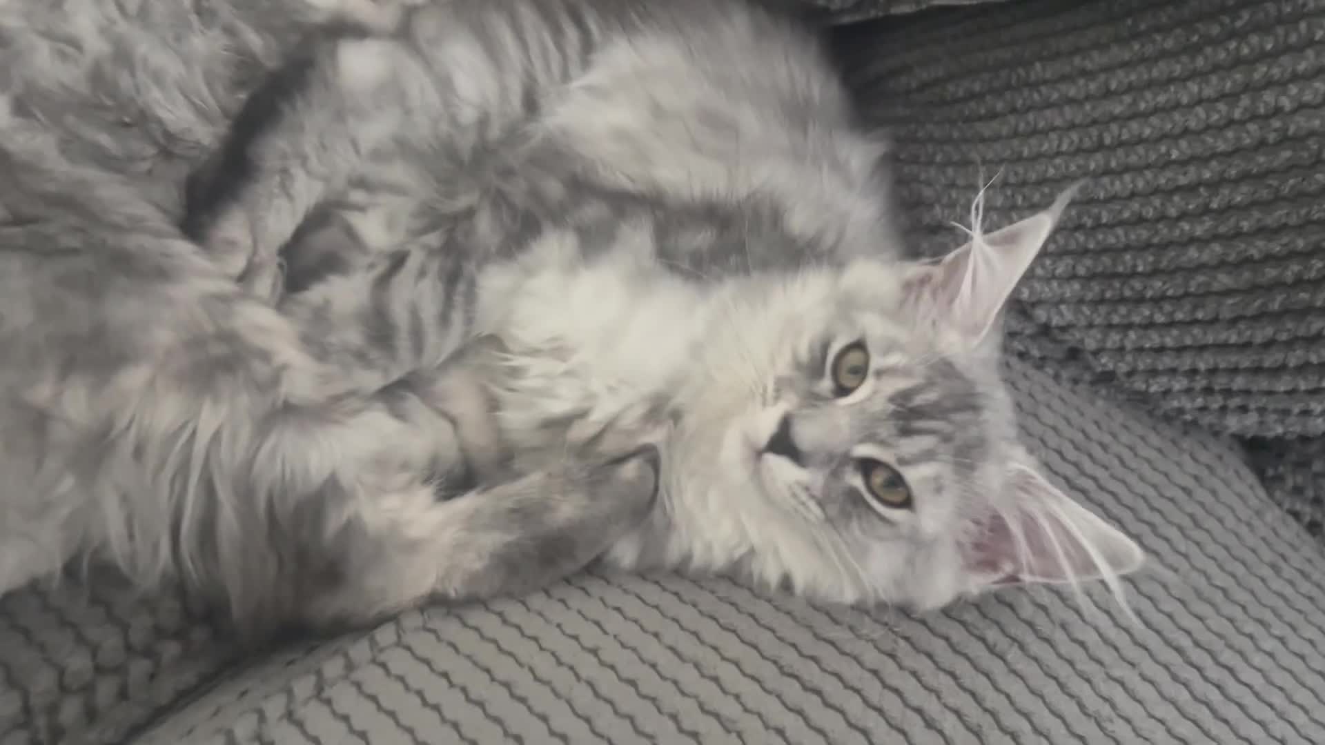 Maine Coon cats for sale: 🐈‍⬛Only 2 female kittens left 🐈‍⬛ - Video 1