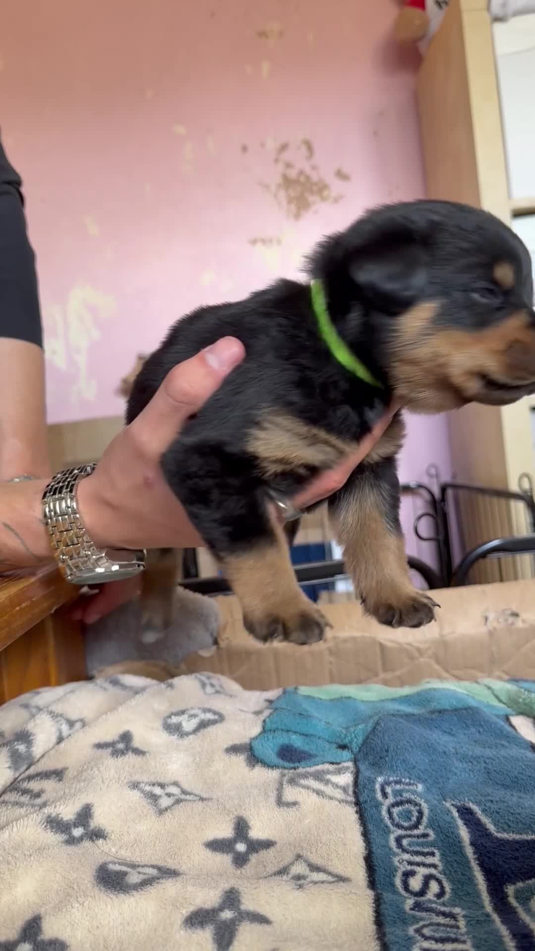 Rottweiler dogs for sale: 5 Rottweiler puppies for sale  - Video 4