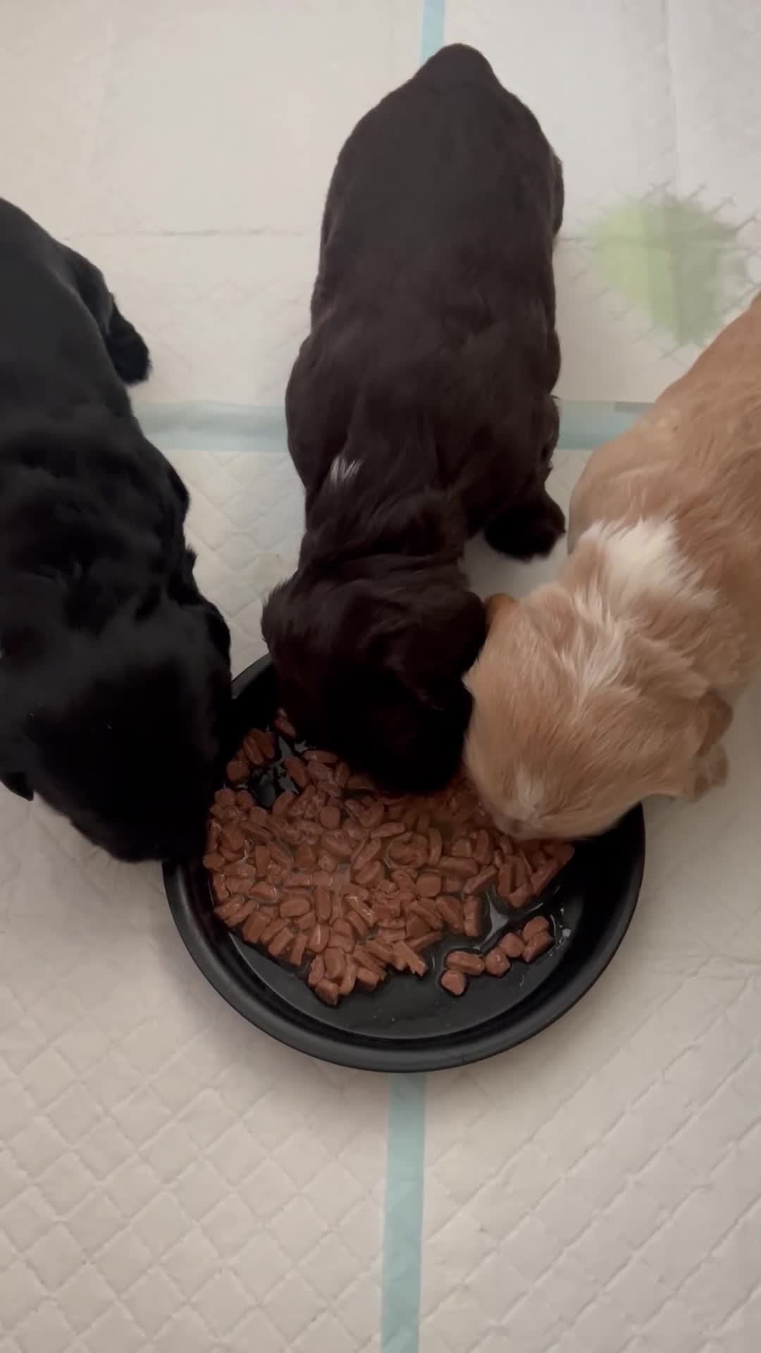 Cocker Spaniel dogs for sale: Beautiful Working Type Cocker Spaniel Pups - Video 1
