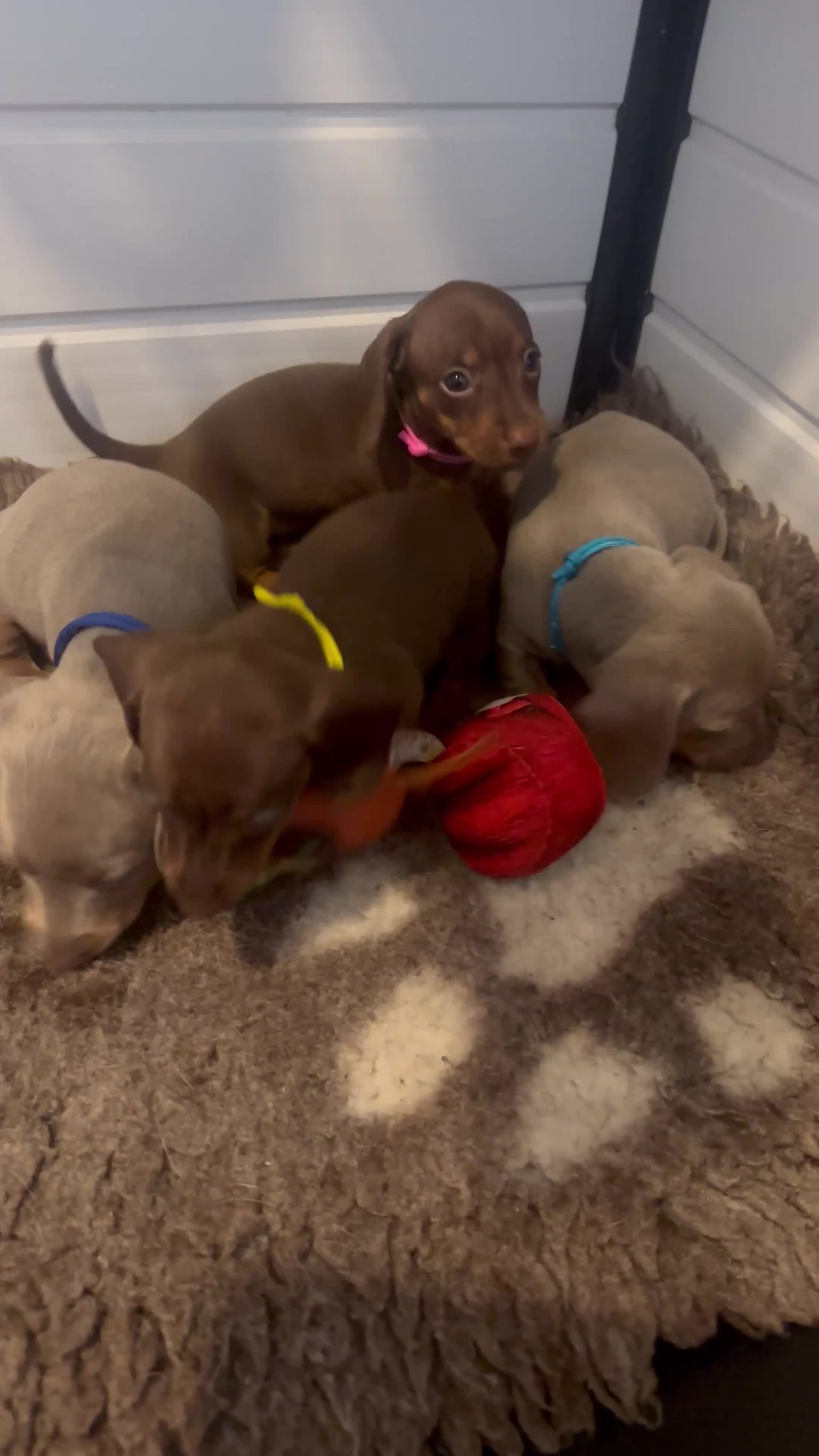 Dachshund dogs for sale: READY NOW Beautiful miniature girl puppy - Video 2