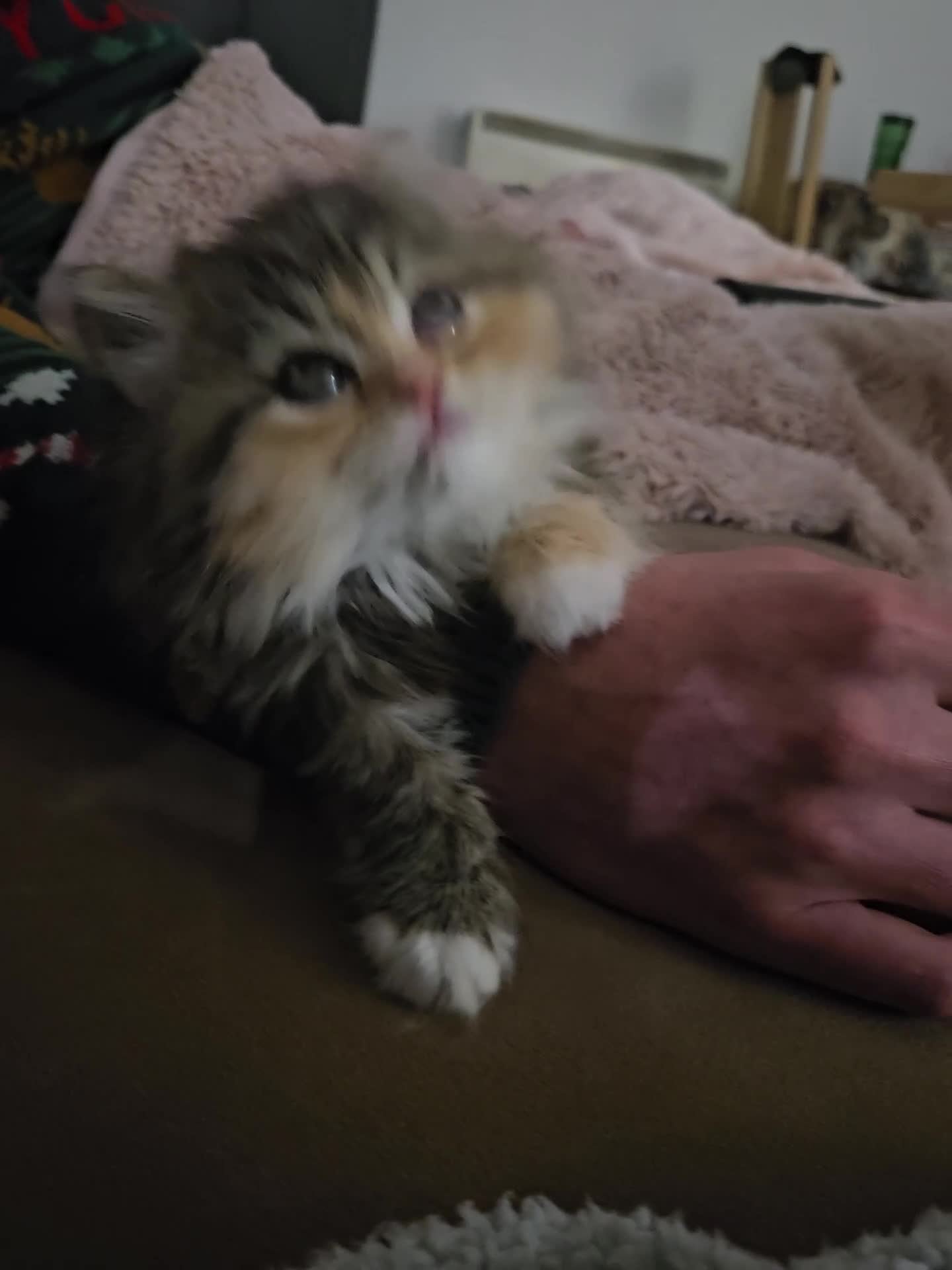 Persian cats for sale: Rare and Stunning Persian Girl  - Video 4