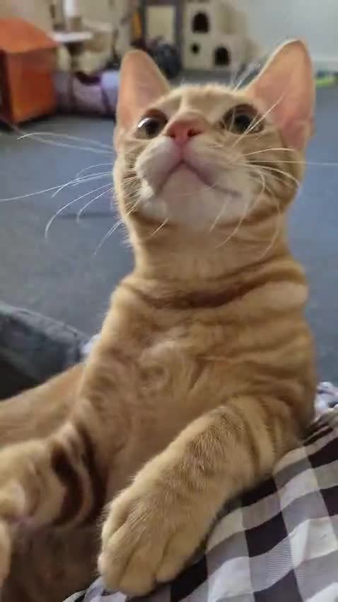 Arabian Mau cats for sale: Meet Mr Bobtail!  - Video 1