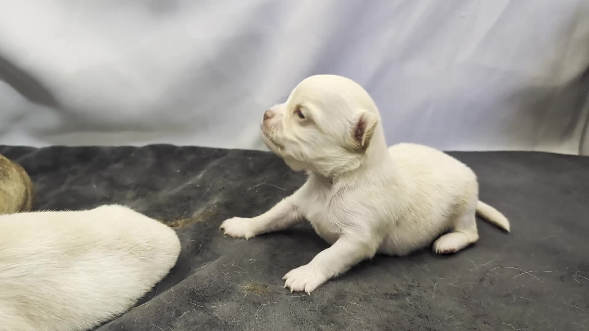 Chihuahua dogs for sale:  3 ABSOLUTELY GORGEOUS CHIHUAHUA PUPPIES FOR SALE - Video 1