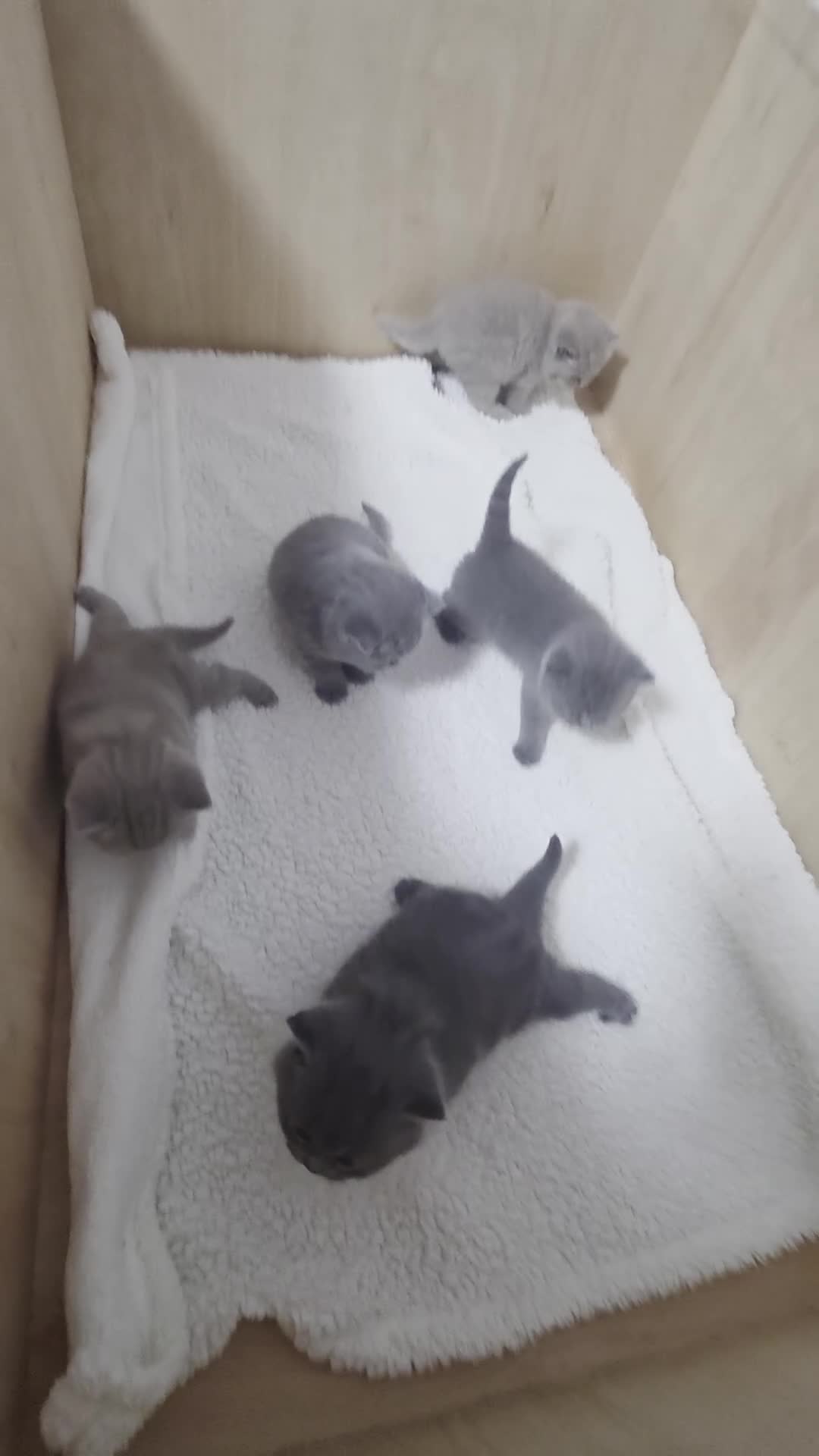 British Shorthair cats for sale: BEAUTIFUL BRITISH SHORTHAIR KITTENS  - Video 1