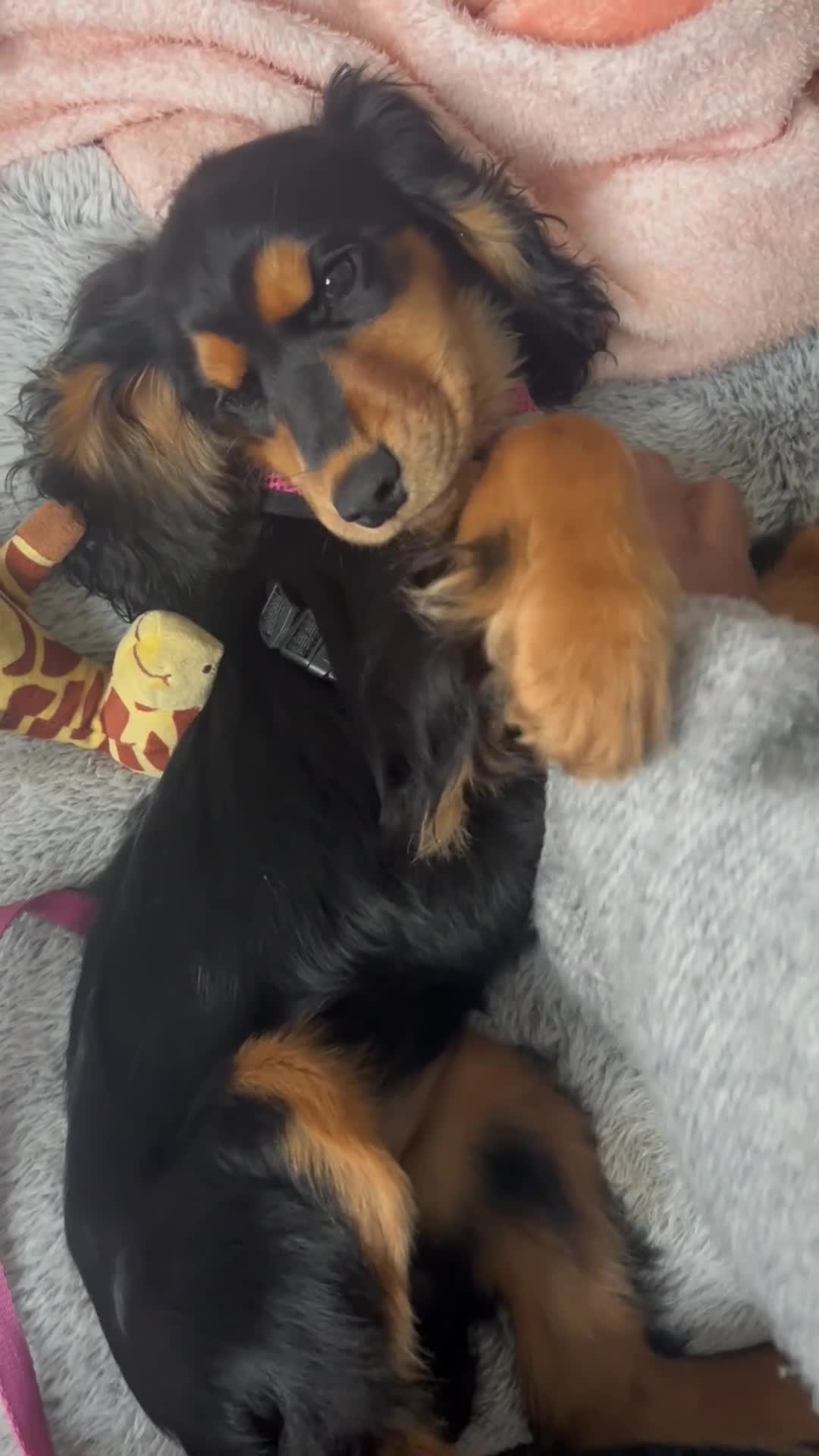 Cocker Spaniel dogs for sale: Rare Black and Tan Cocker spaniel - Video 3