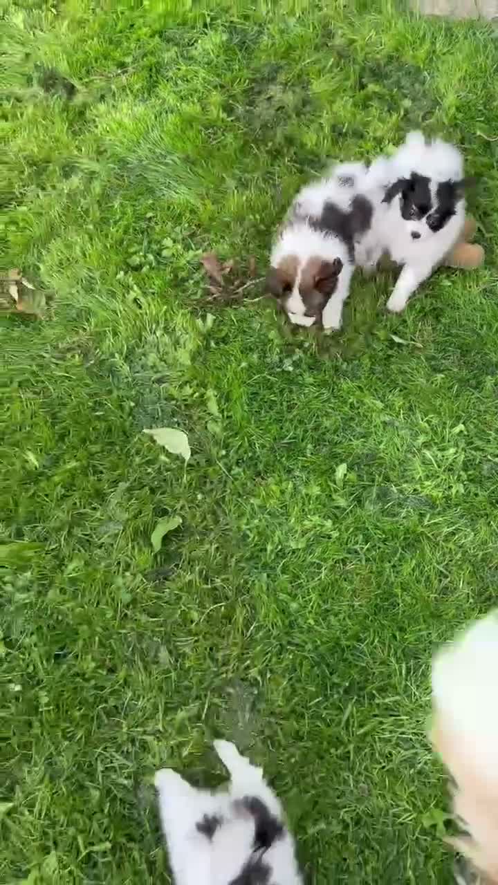 Papillon dogs for sale: Kc reg Papillon boy READY NOW!!! - Video 1