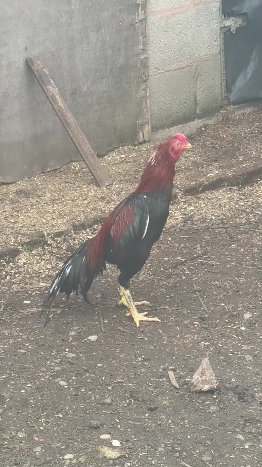 Chickens poultry for sale: X2 Mianwali Aseel Asil not shamo Thai  - Video 2