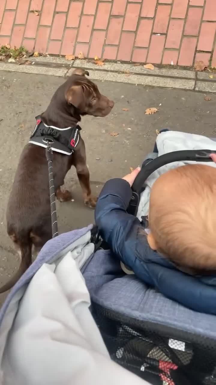 Mixed Breed dogs for sale: Marley is looking for his forever home  - Video 3