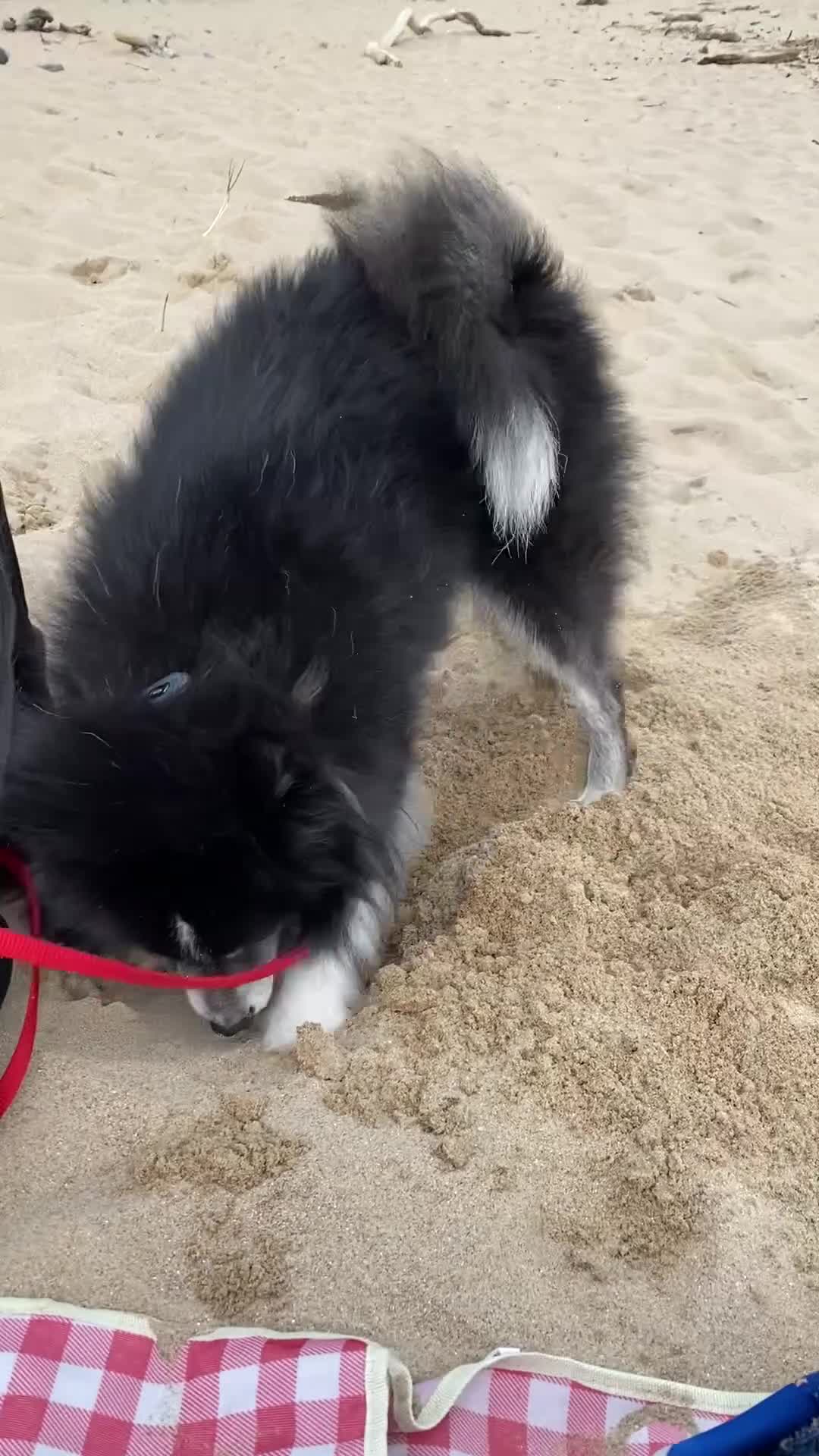 Pomsky dogs for stud: Pomsky for Stud - Video 2