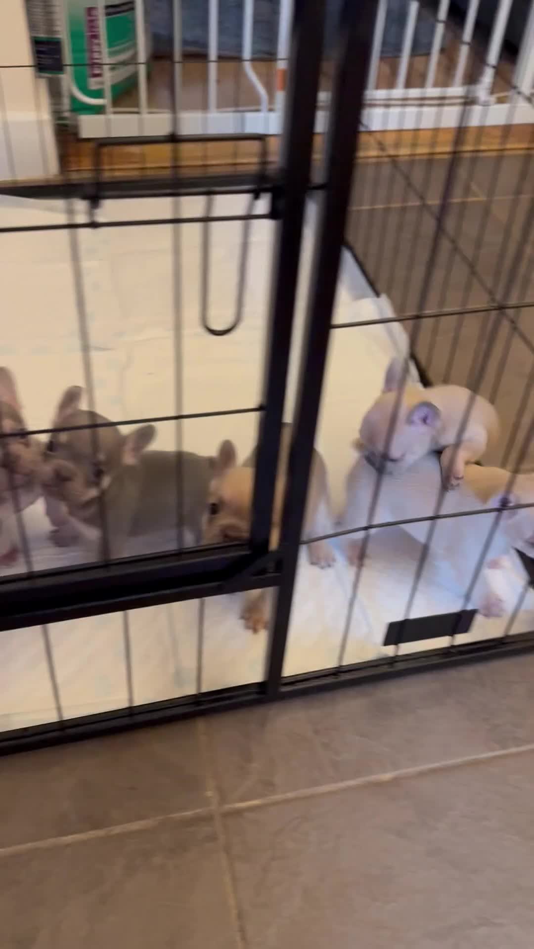 French Bulldog dogs for sale: French bulldog puppies for sale  - Video 2