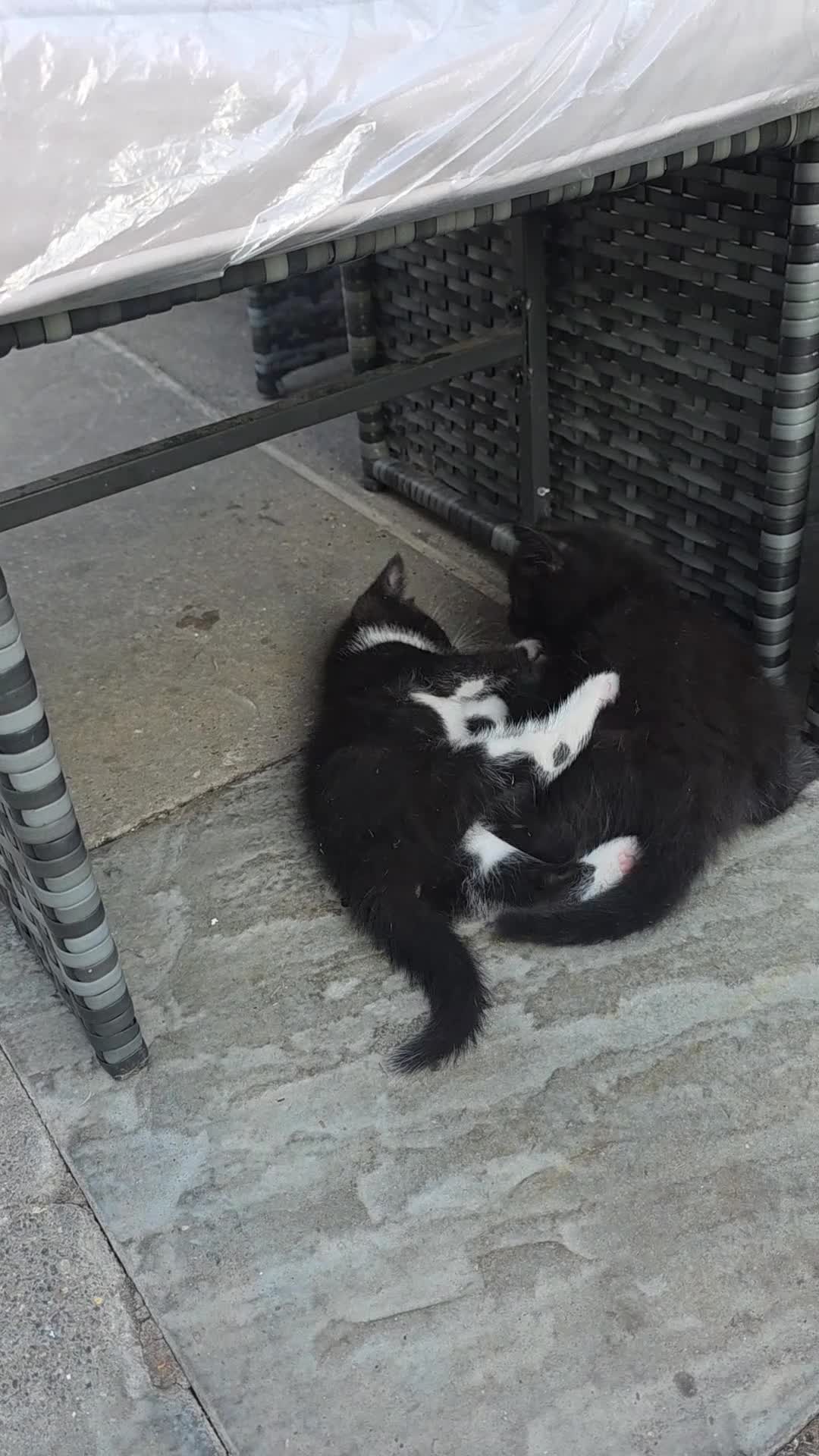 Mixed Breed cats for sale: Two kittens (boys) in Bognor Regis - Video 1