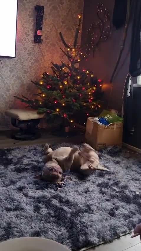 Mixed Breed dogs for sale: Blu the FRULLY - Video 1