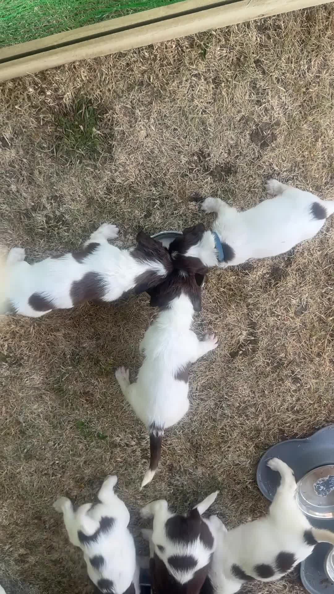 English Springer Spaniel dogs for sale: KC Registered English Springer Spaniel Puppies - Video 1