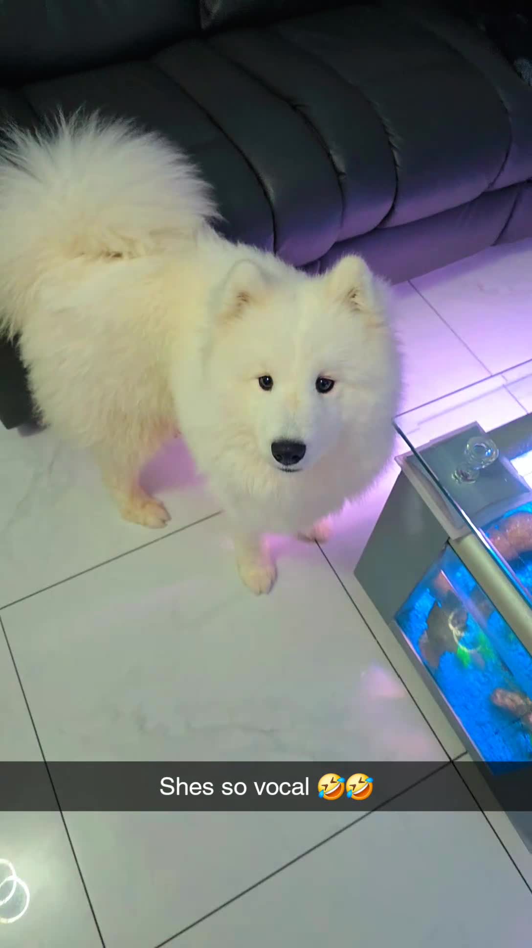 Samoyed dogs for sale: Samoyd  - Video 2