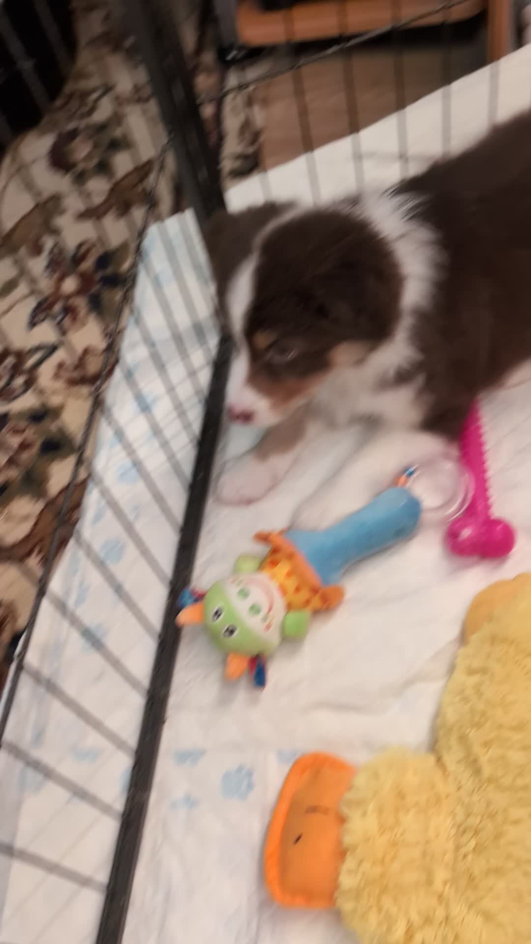 Australian Shepherd dogs for sale: Australian shepherd puppies  - Video 1