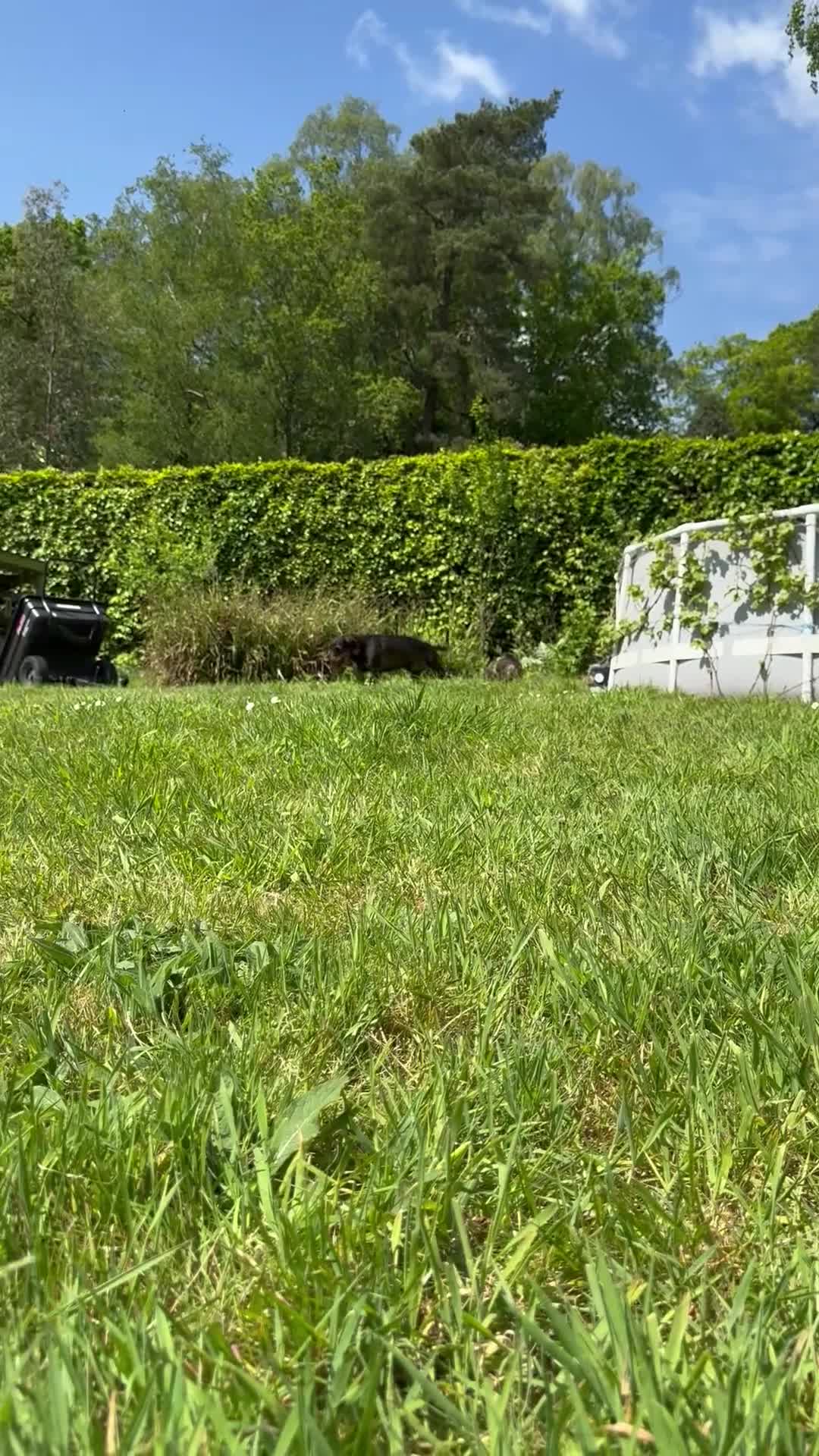 Mixed Breed dogs for sale: Hugo-15 Month Old Doberman x Wire Haired Dachshund - Video 1