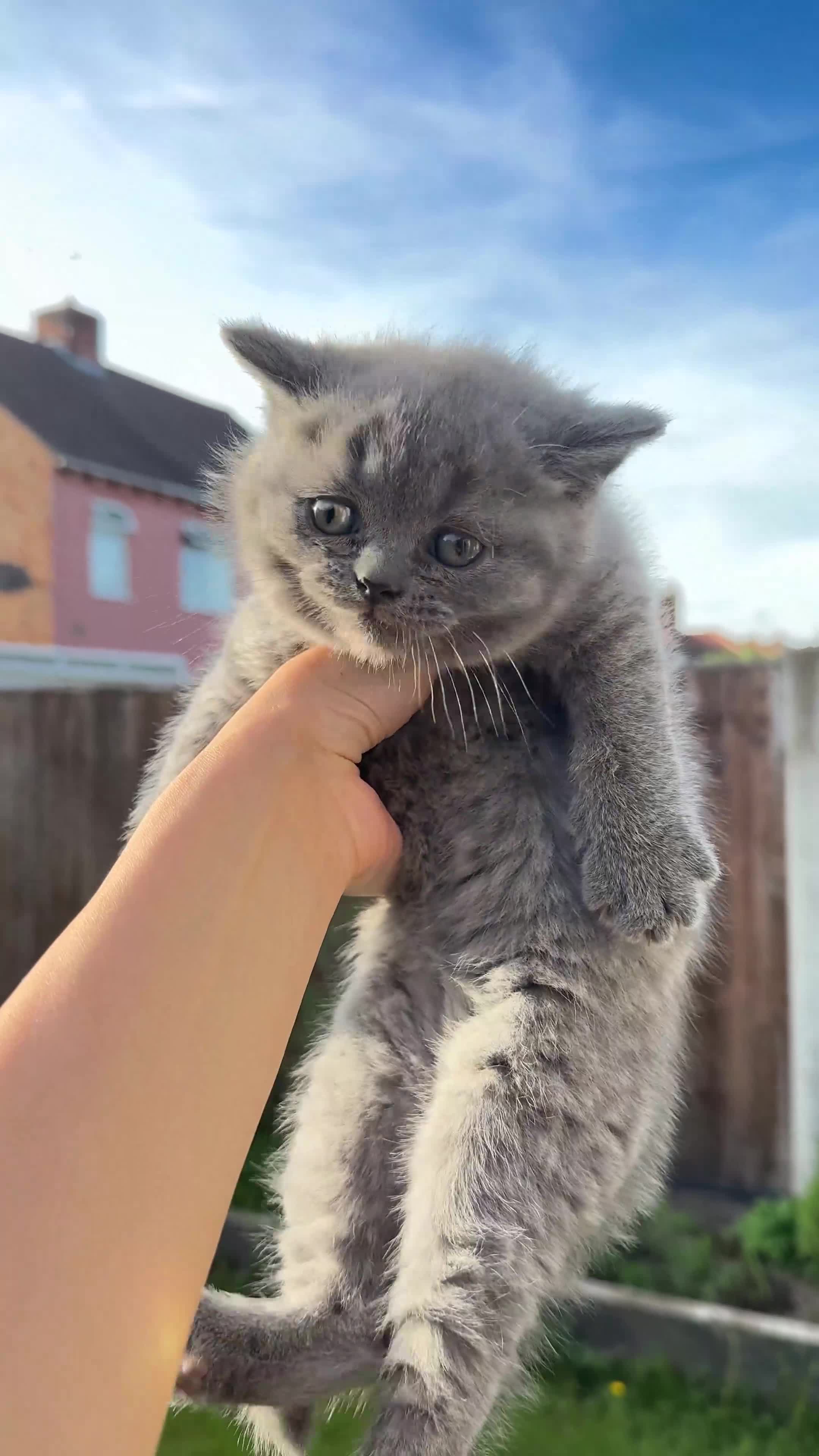 British Shorthair cats for sale: 2 BSH Kittens - 450£  - Video 1
