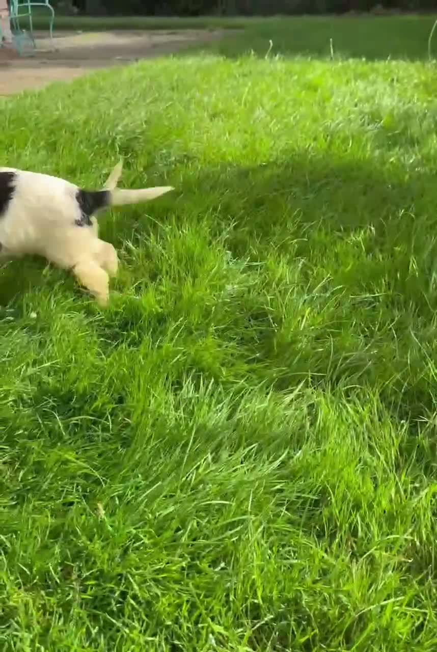 Cockapoo dogs for sale: Stunning F1b Miniature Cockapoos DNA clear - Video 2