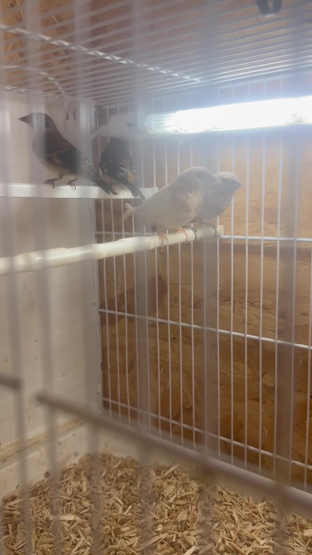 Finches birds for sale: Finches / mannikins / siskins / parrot finch  - Video 3