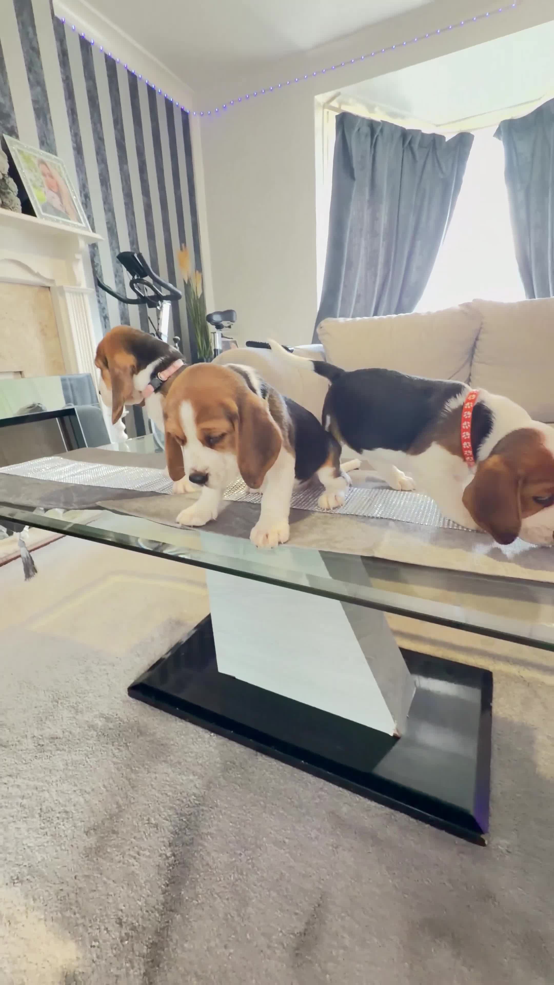 Beagle dogs for sale: 💞BEAUTIFUL BEAGLE PUPPIES 💞 - Video 4