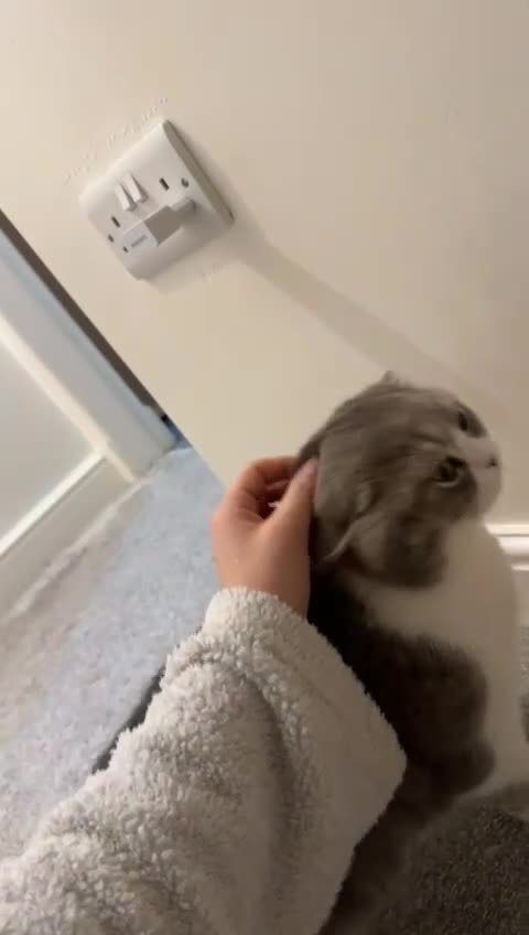 British Shorthair cats for sale: British short haired for sale  - Video 3