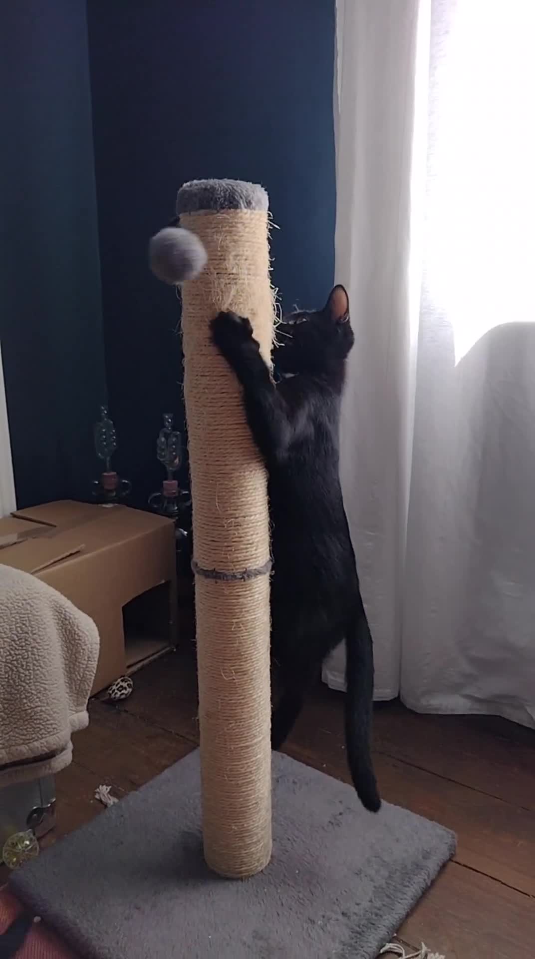 Domestic Shorthair cats for adoption: 3 playful male kittens (14-16 weeks approx)  - Video 1