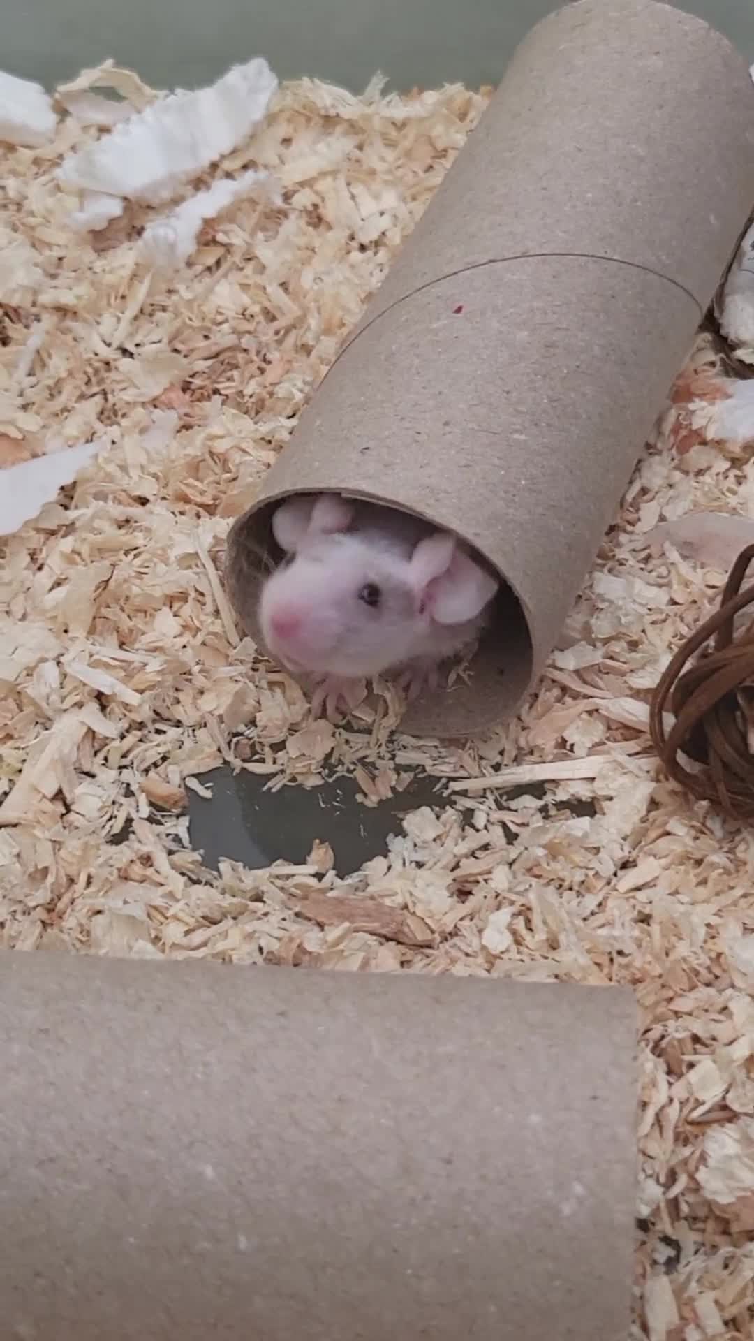 Mouse rodents for sale: 4 Female Mice - Video 1