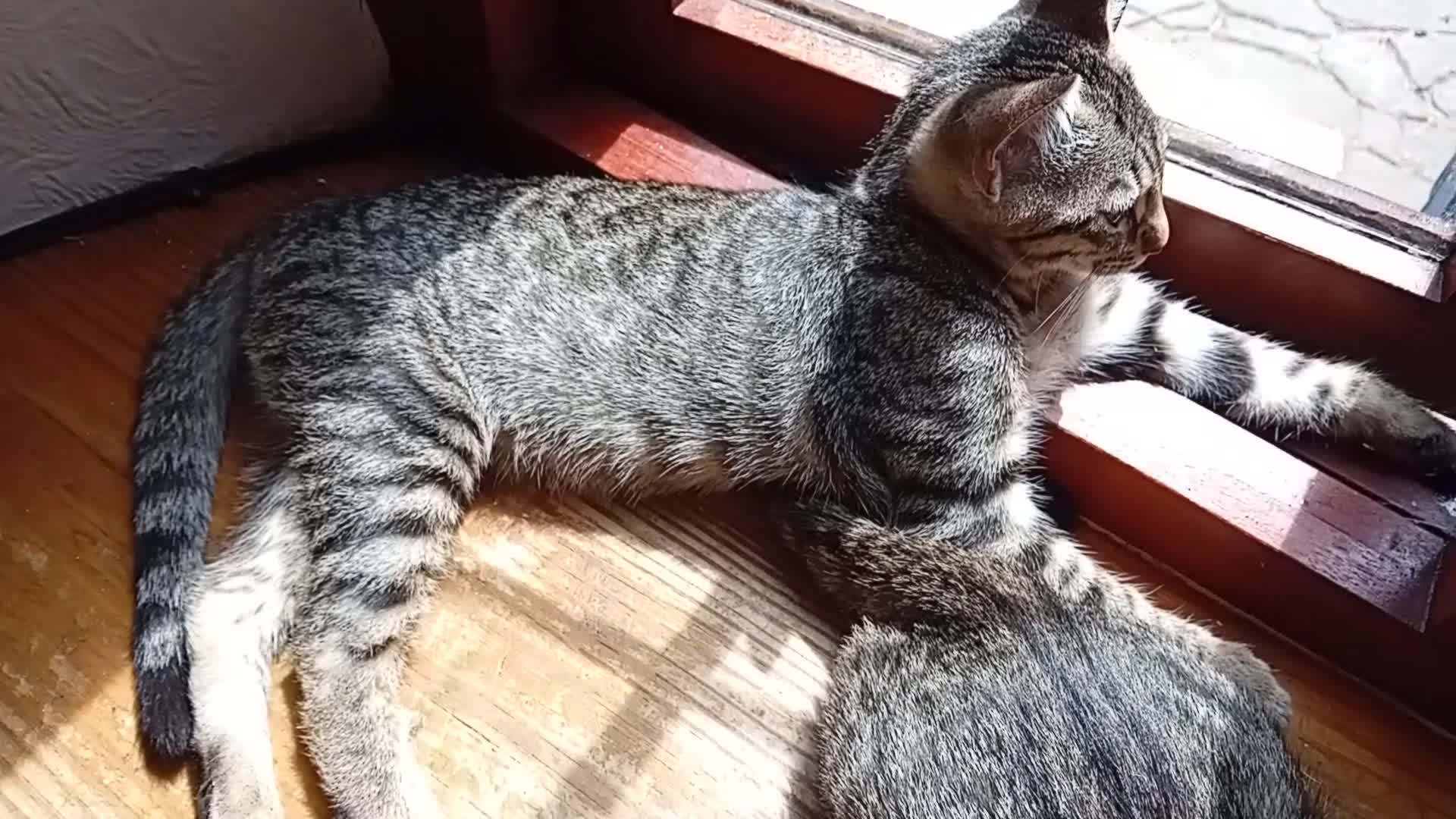 Bengal cats for sale: 🧡 Kitten Seeking One Well-Trained Human... 🐾 - Video 1