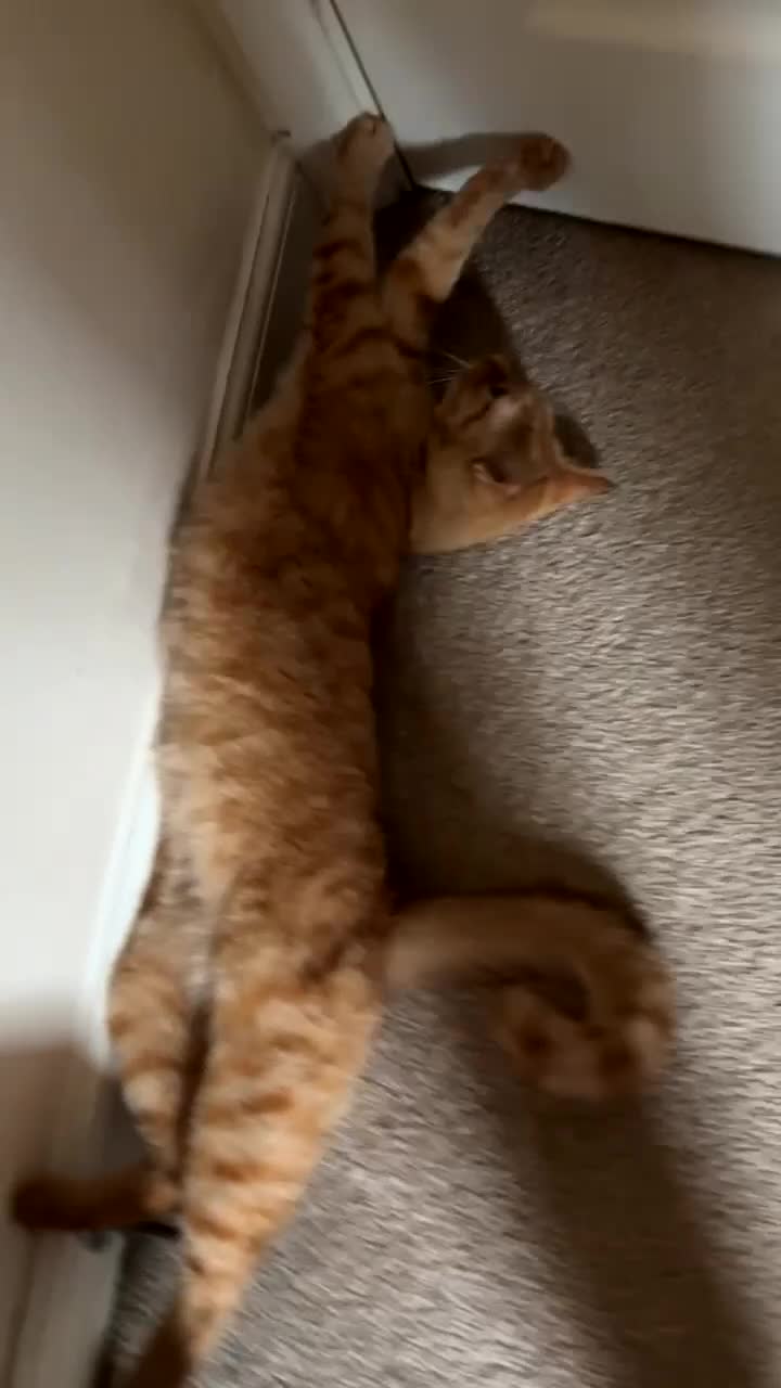 Domestic Shorthair cats for sale: TeddyBear - Video 1