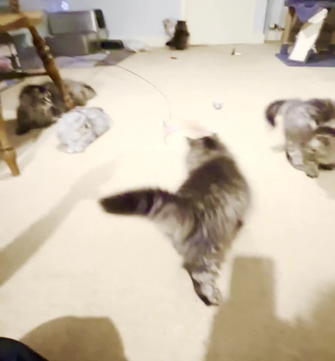 British Longhair cats for sale: 1 Adorable British Longhair x Persian Kittens  - Video 4