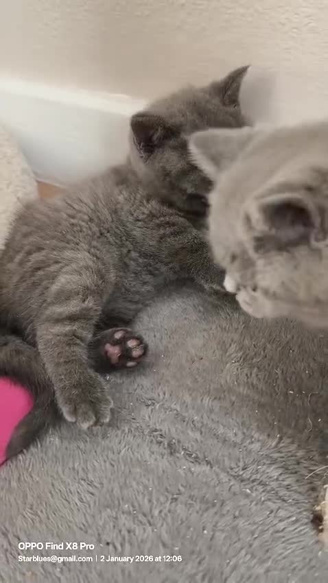 British Shorthair cats for sale: GCCF Reg pedigree Blue and Black Kittens  - Video 1