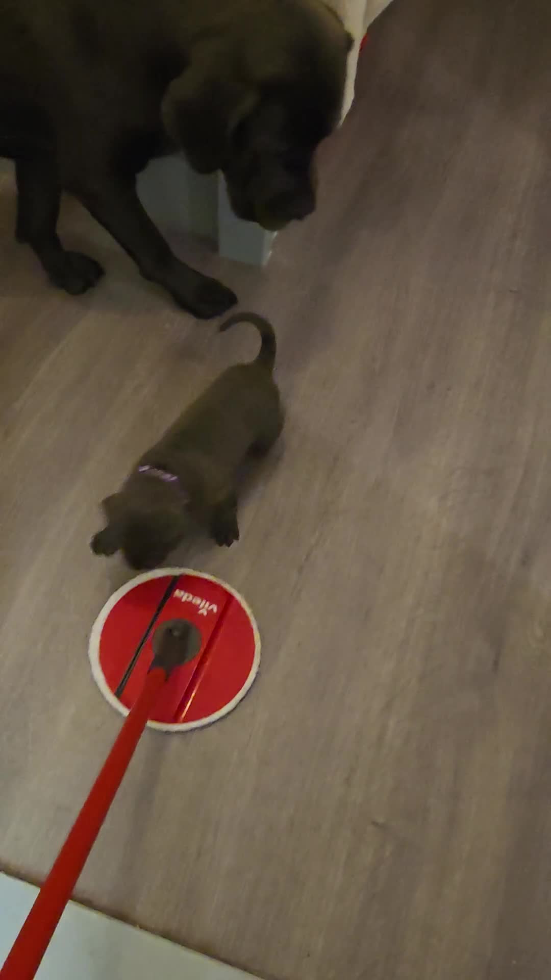 Cane Corso dogs for sale: S🐾❤️ STUNNING CANE CORSO PUPPIES–2BOYS & 2GIRLS  in Cwmbran - Video 1