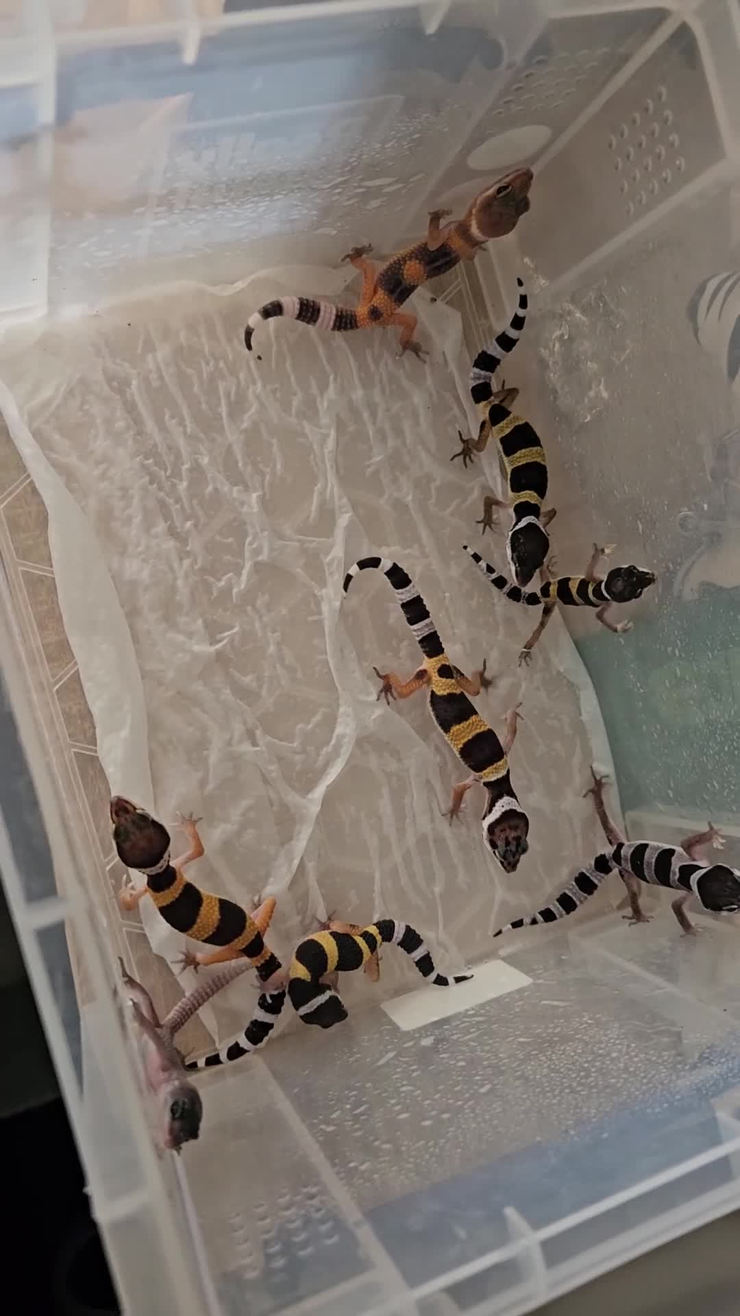 Leopard Gecko reptiles for sale: Leopard Geckos  - Video 1