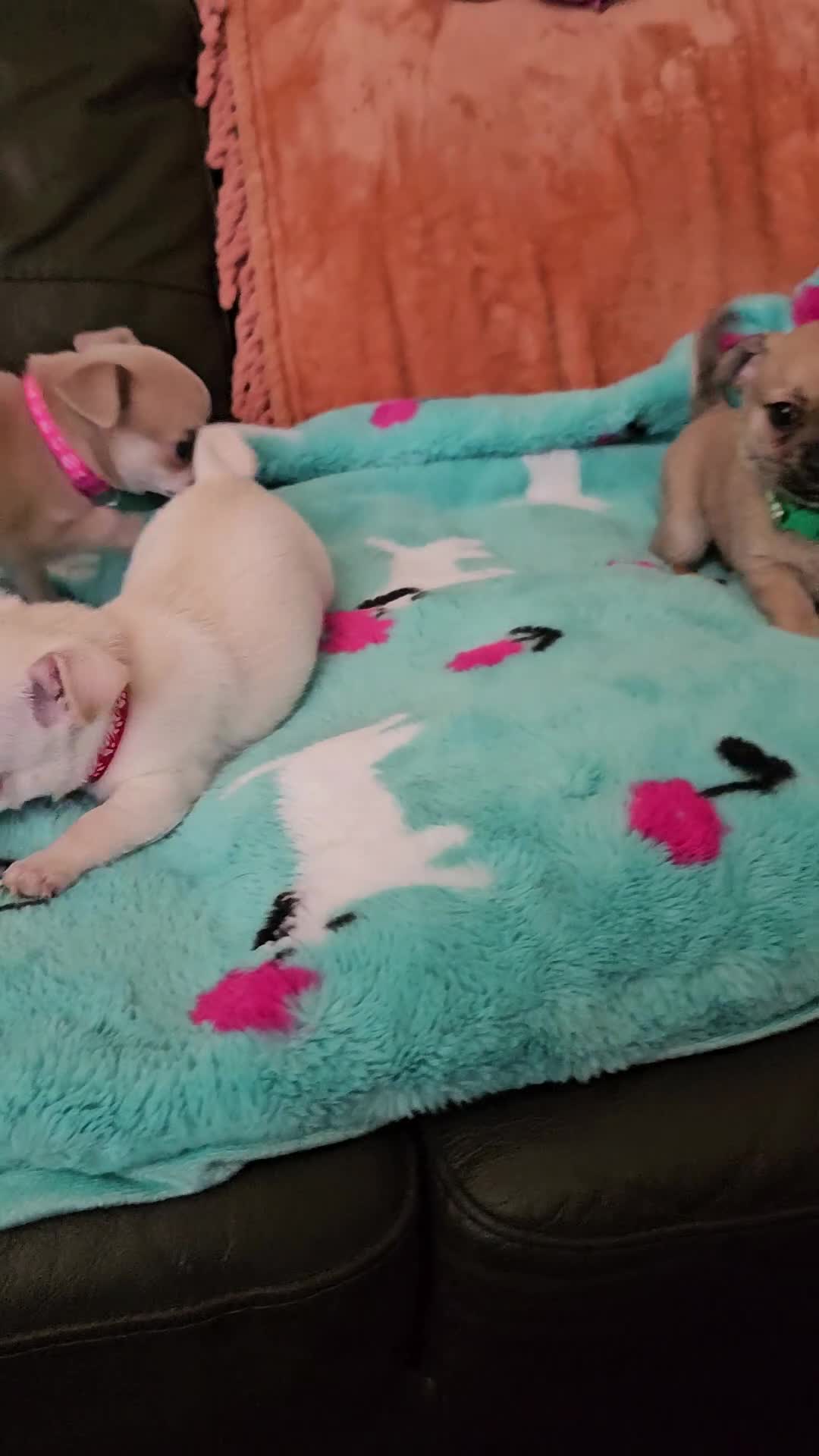Chihuahua dogs for sale: Chihuahua puppies 🐶  - Video 1