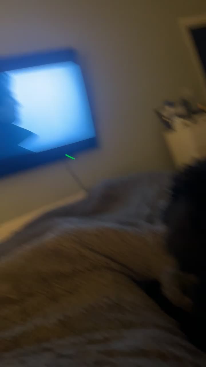 Cockapoo dogs for sale: Cockapoo  - Video 1