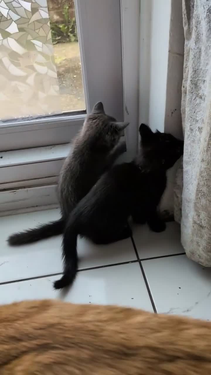 Mixed Breed cats for sale: 3 female kittens, 8 weeks old, ready to leave mum - Video 1