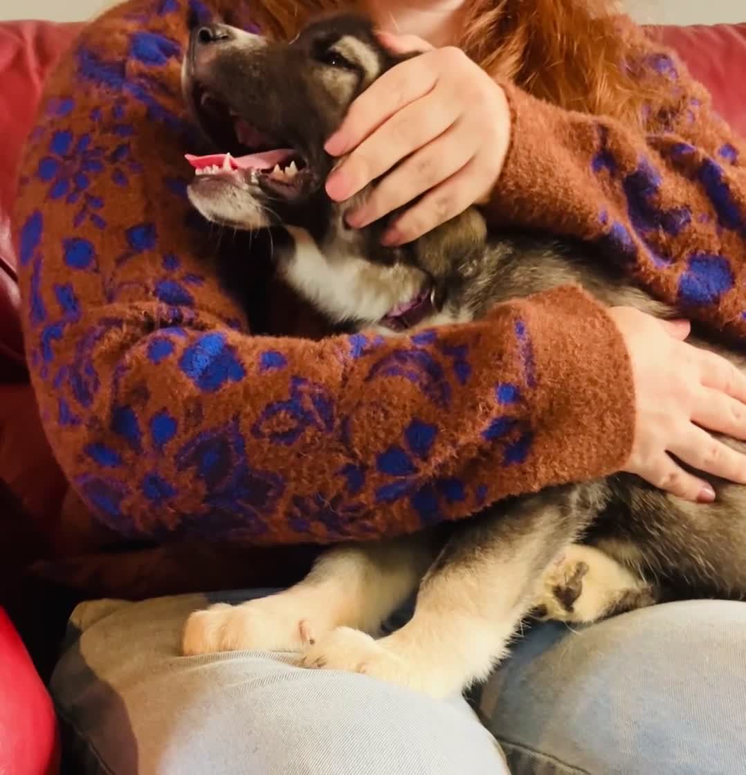 Mixed Breed dogs for sale: READY NOW! Caucasian Shepherd x Siberian Husky - Video 1