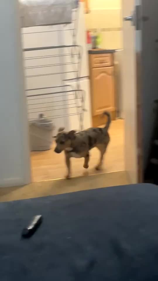 Jack Russell dogs for sale: Beautiful, Silver ,Merle Jack Russel  - Video 1