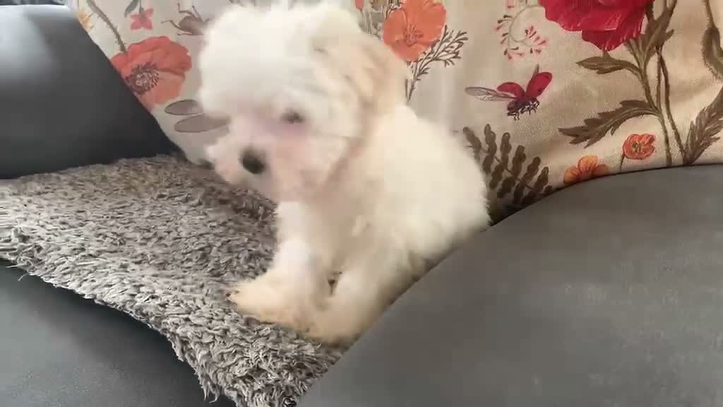 Maltese dogs for sale: Beautiful white boy - Video 2