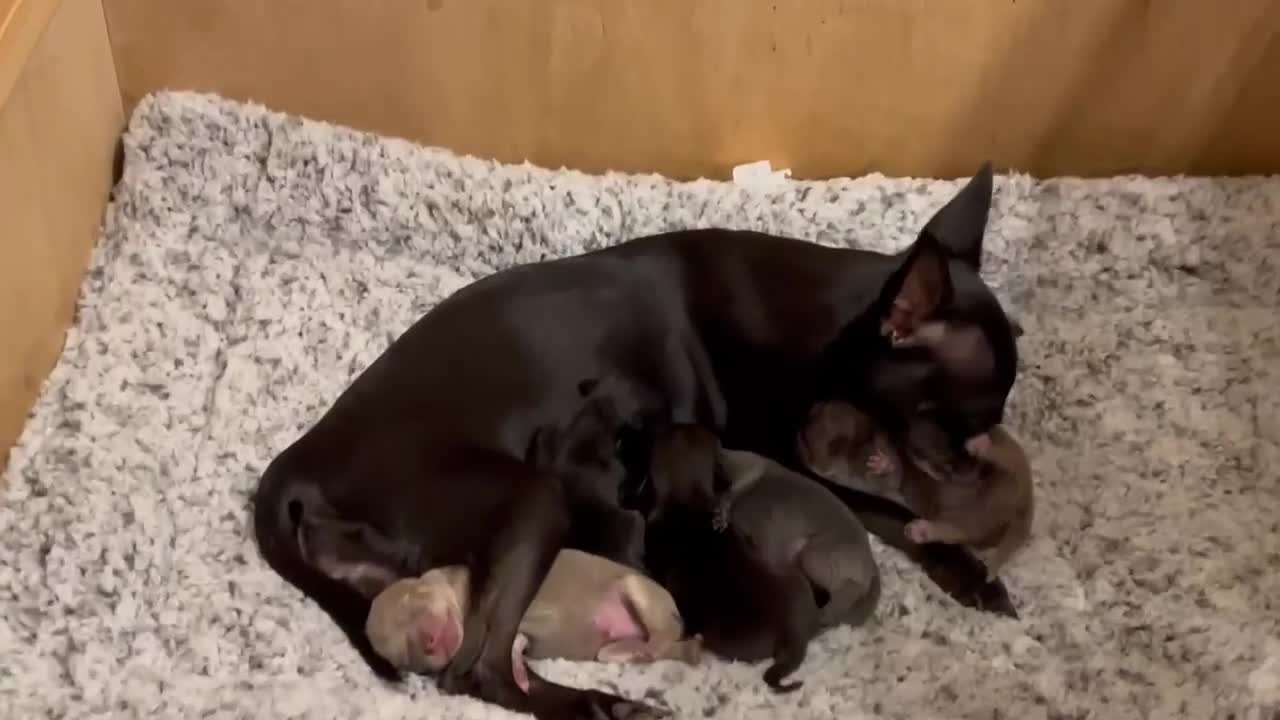 Chihuahua dogs for sale: KC Reg short-hair Chihuahua apple-headed puppies - Video 2