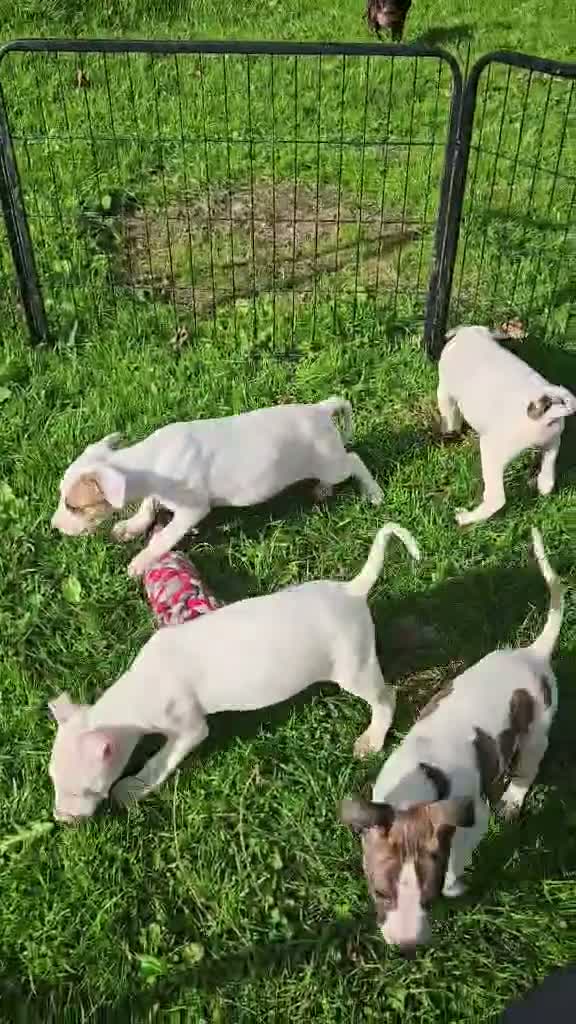Lurcher dogs for sale: BEAUTIFUL LURCHER PUPS AVAILABLE  - Video 2