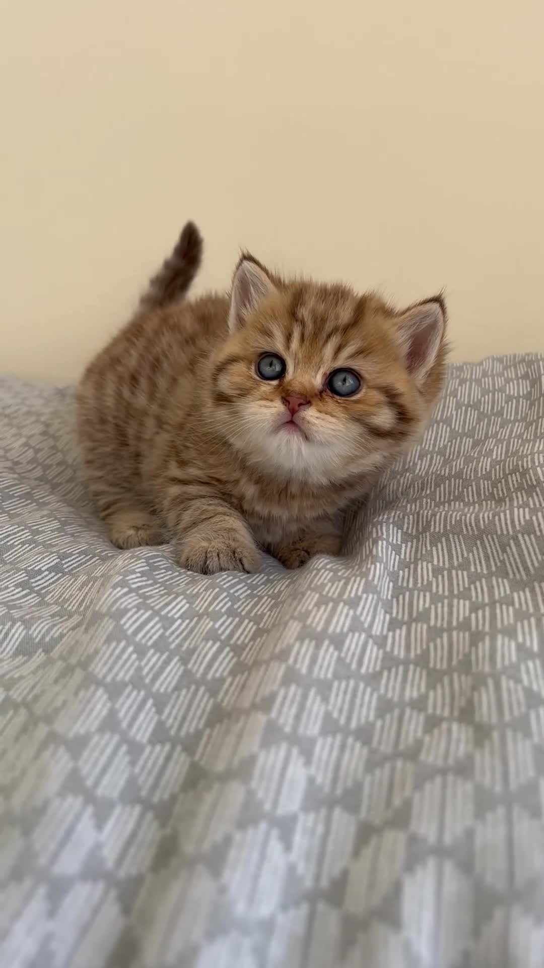 British Shorthair cats for sale: Golden Tabby British Shorthair Boy  - Video 1